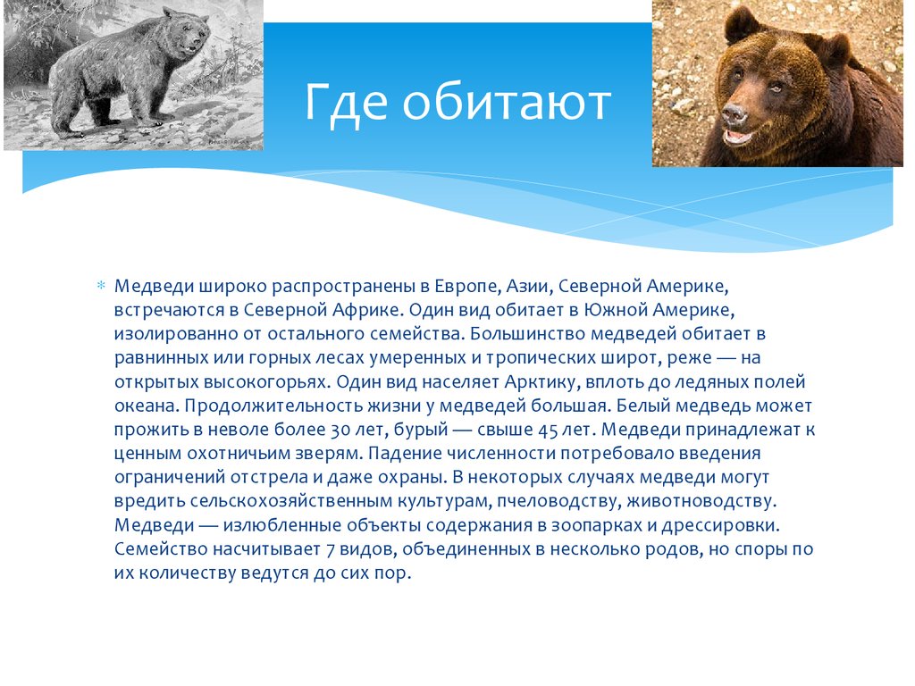 В какой природной зоне живут бурые медведи. Ареал обитания бурого медведя в России. Бурый медведь обитает. Территория обитания бурого медведя. Места обитания медведей в России.