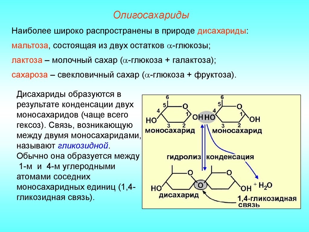 Фруктоза в природе. Мальтоза состоит из остатков Глюкозы. Олигосахариды в природе. Дисахарид состоящий из остатков галактозы.