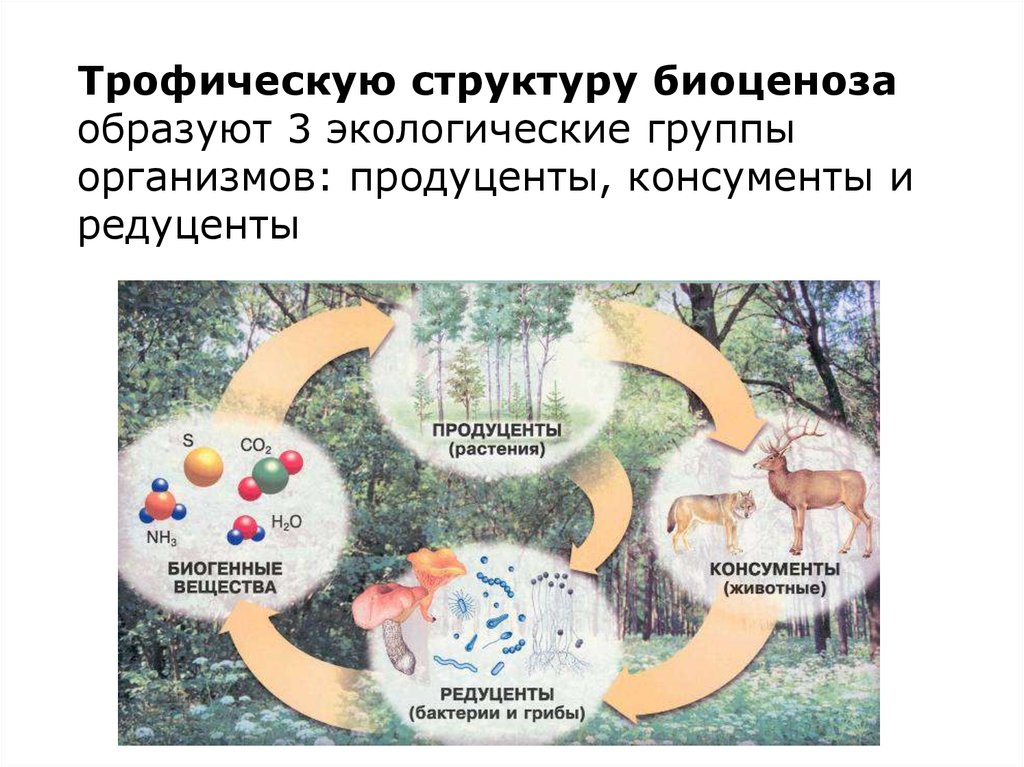 Многообразие биогеоценозов экосистем 9 класс презентация пономарева