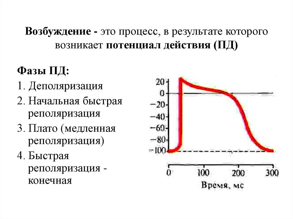 Возбуждение это. Возбуждение это в физиологии. Процесс возбуждения. Потенциал действия возбуждение. Процессы возбуждения потенциал действия.