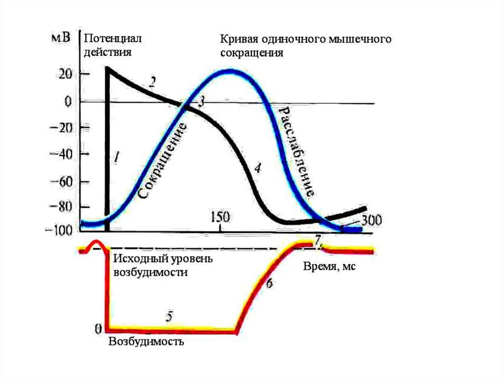 Одиночное содержание. Соотношение возбудимости и потенциала действия кардиомиоцитов.. Фазы потенциала действия сердечной мышцы. Потенциал действия сердечной мышцы физиология. Фазы возбуждения миокарда.