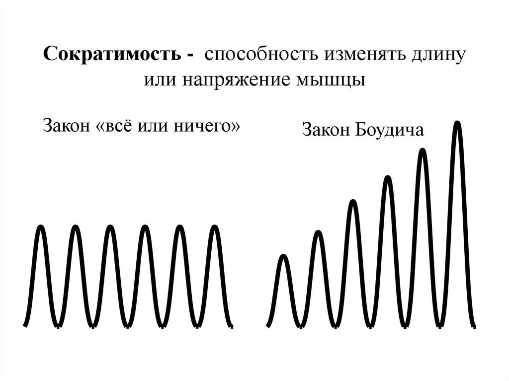 Способность изменять. Лестница Боудича физиология. Закон Боудича все или ничего. Сократимость это способность мышцы. Явление потенциации феномен лестницы его механизм.