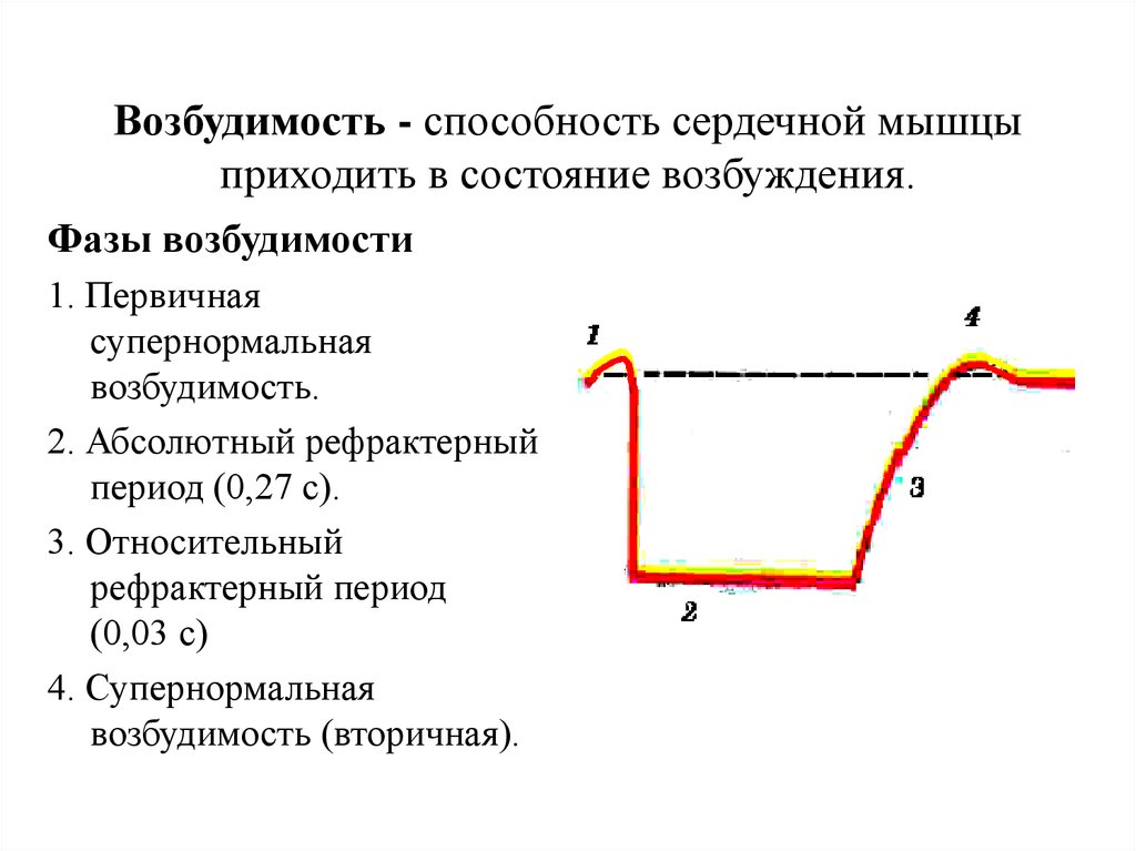 Возбудимость. Фазы рефрактерности сердечной мышцы. Периоды изменения возбудимости сердца. Фазы изменения возбудимости сердечной мышцы. Изменение возбудимости в различные фазы возбуждения сердца.