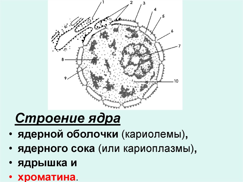 Определите какой цифрой на рисунке обозначена кариоплазма