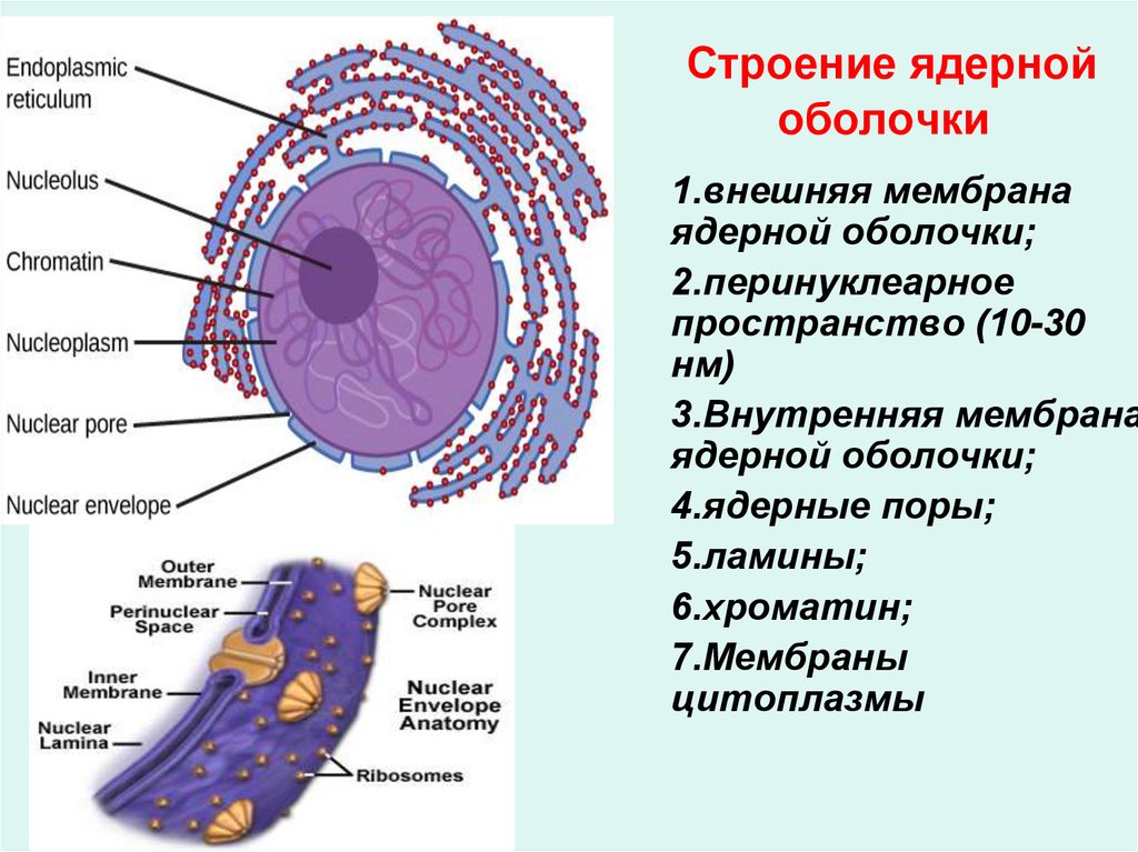 Полость в цитоплазме клетки 7. Функции внешней мембраны ядра. Строение мембраны ядра. Функции внутренней мембраны ядра. Наружная мембрана ядра строение.