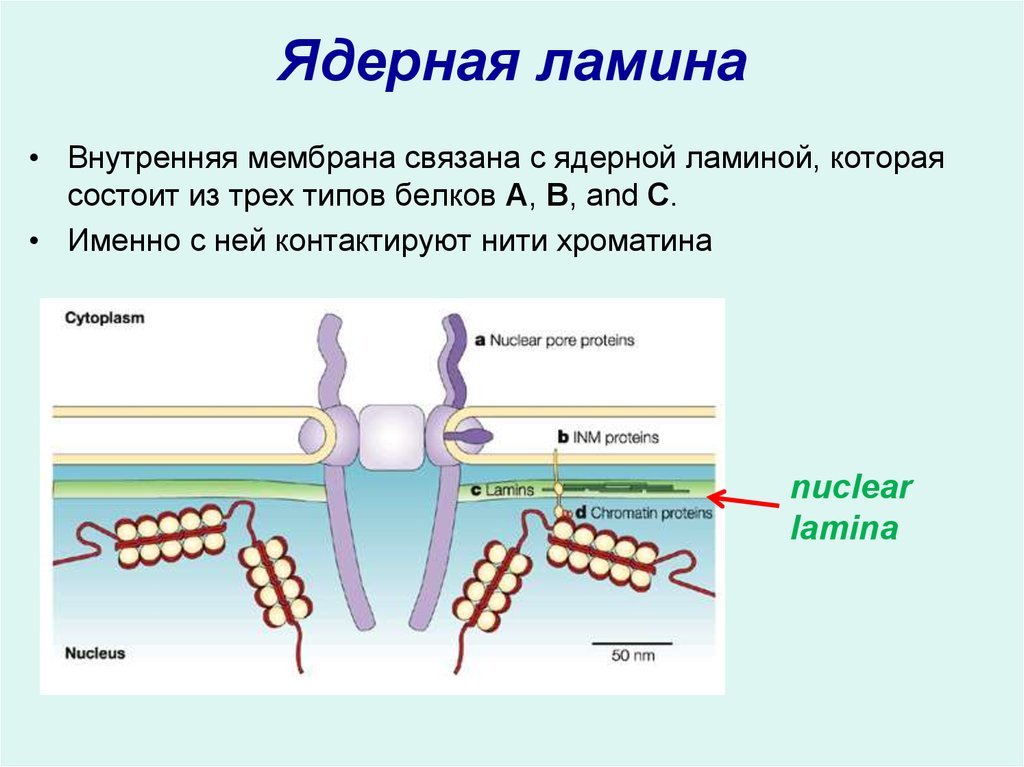 Белки ядра. Ядерная пластина функции. Ядерная пластинка ламина. Ядерная пластинка функции. Ядерная оболочка и ламина.