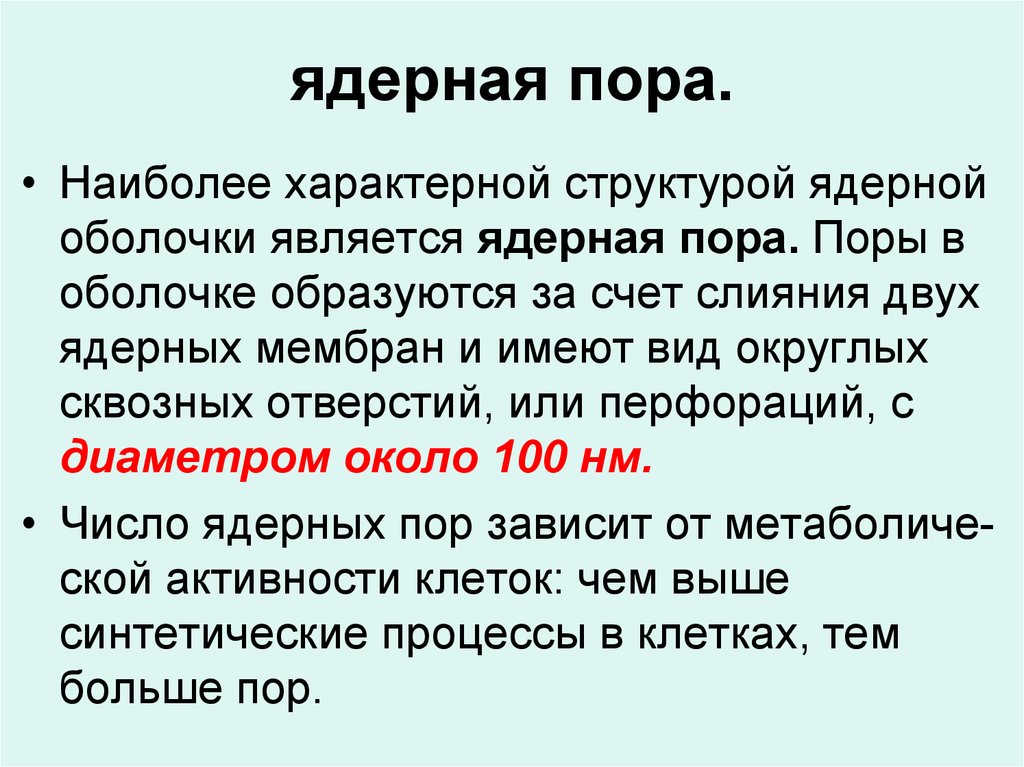 Функция поры. Поры в ядерной оболочке функции. Ядерные поры строение и функции. Поры ядерной оболочки. Количество пор в ядерной оболочке.