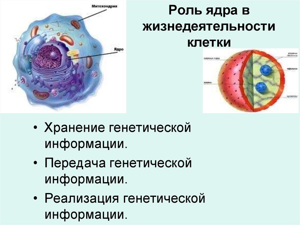 Какое значение ядра в жизнедеятельности клетки. Роль ядерных структур в жизнедеятельности клетки. Ядро, его значение в жизнедеятельности клеток. Ядро его строение и роль в жизни клетки.