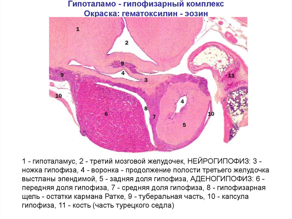 Схема строения гипофиза