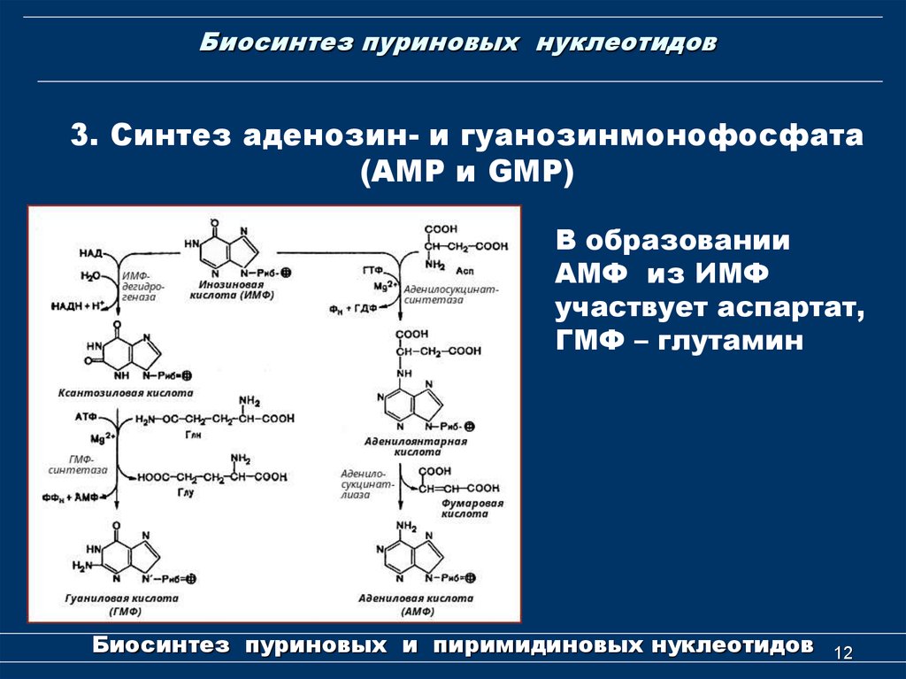 Пуриновыми нуклеотидами являются. Синтез пиримидиновых нуклеотидов биохимия схема. Схема путей синтеза пуриновых нуклеотидов биохимия. Общая схема синтеза пуриновых нуклеотидов. Синтез пуриновых нуклеотидов из ИМФ.