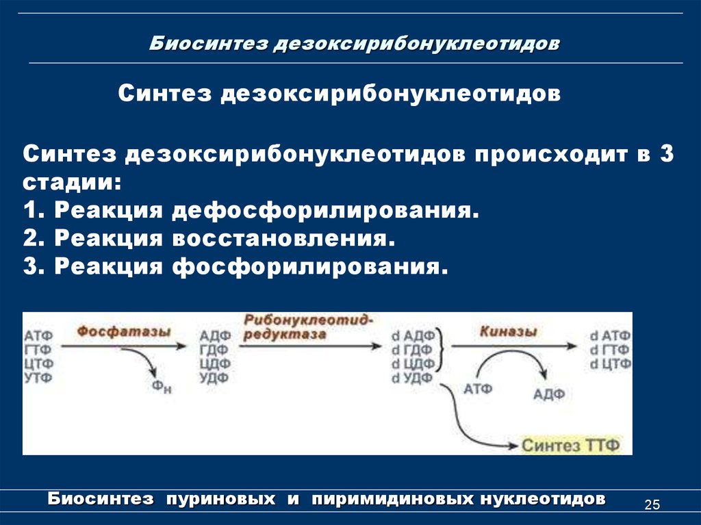 Синтезом называется. Схема синтеза дезоксирибонуклеотидов. Характеристики синтеза дезоксирибонуклеотидов. 4. Синтез дезоксирибонуклеотидов. Регуляция.. Биосинтез дезоксирибонуклеотидов биохимия.