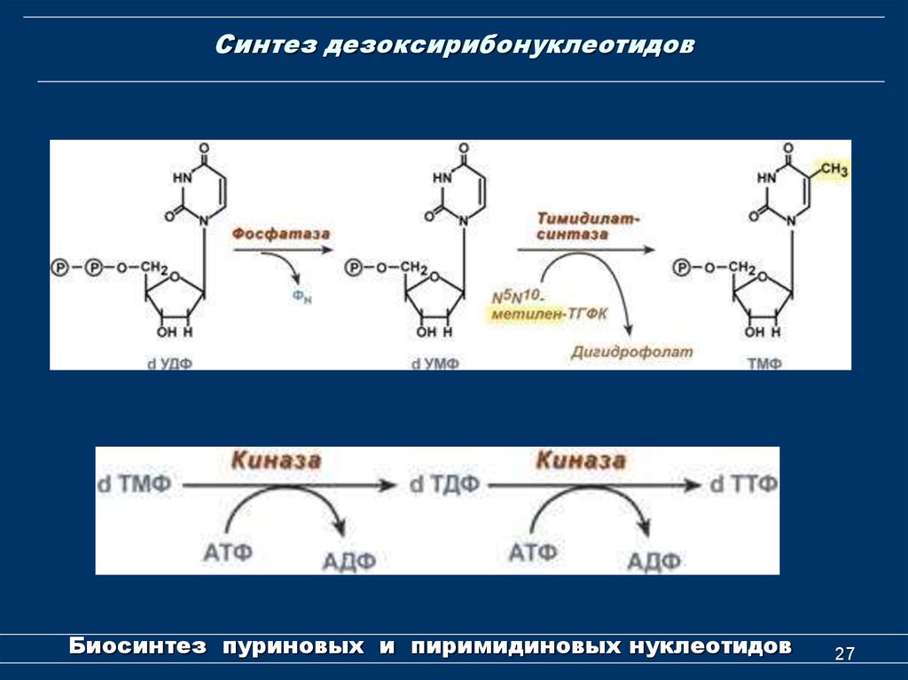 Синтеза упаковка. Схема синтеза дезоксирибонуклеотидов. Синтез дезоксирибонуклеотидов. Рибонуклеотидредуктазный комплекс. Характеристики синтеза дезоксирибонуклеотидов. Рибонуклеотидредуктазный комплекс биохимия.
