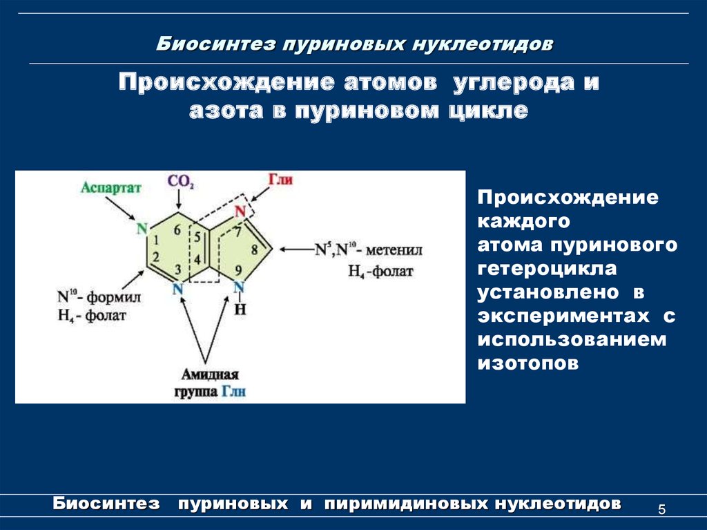 Пуриновыми нуклеотидами являются. Формирование пуринового ядра. Синтез пуринового кольца биохимия. Источники атомов азота в пуриновом кольце. Схема пути синтеза пуриновых и пиримидиновых нуклеотидов.