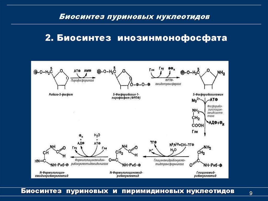 Общая схема синтеза и распада пуриновых нуклеотидов