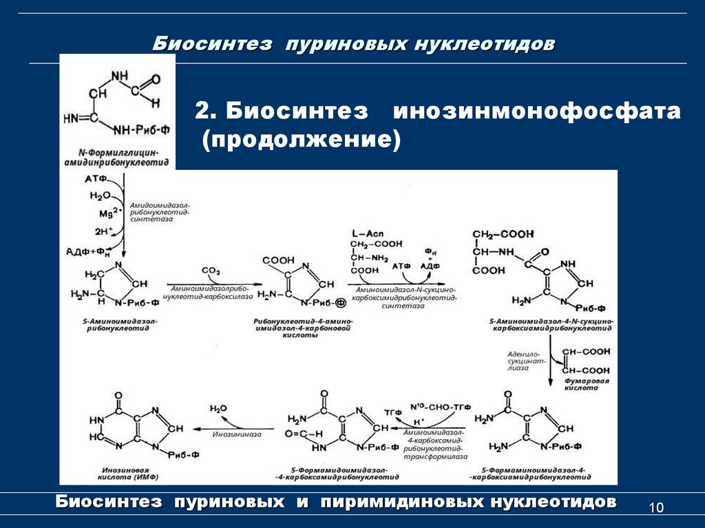 Пуриновыми нуклеотидами являются. Синтез пуриновых нуклеотидов. Синтез ИМФ биохимия. Схема синтеза пуриновых кислот. Схема путей синтеза пуриновых нуклеотидов биохимия.