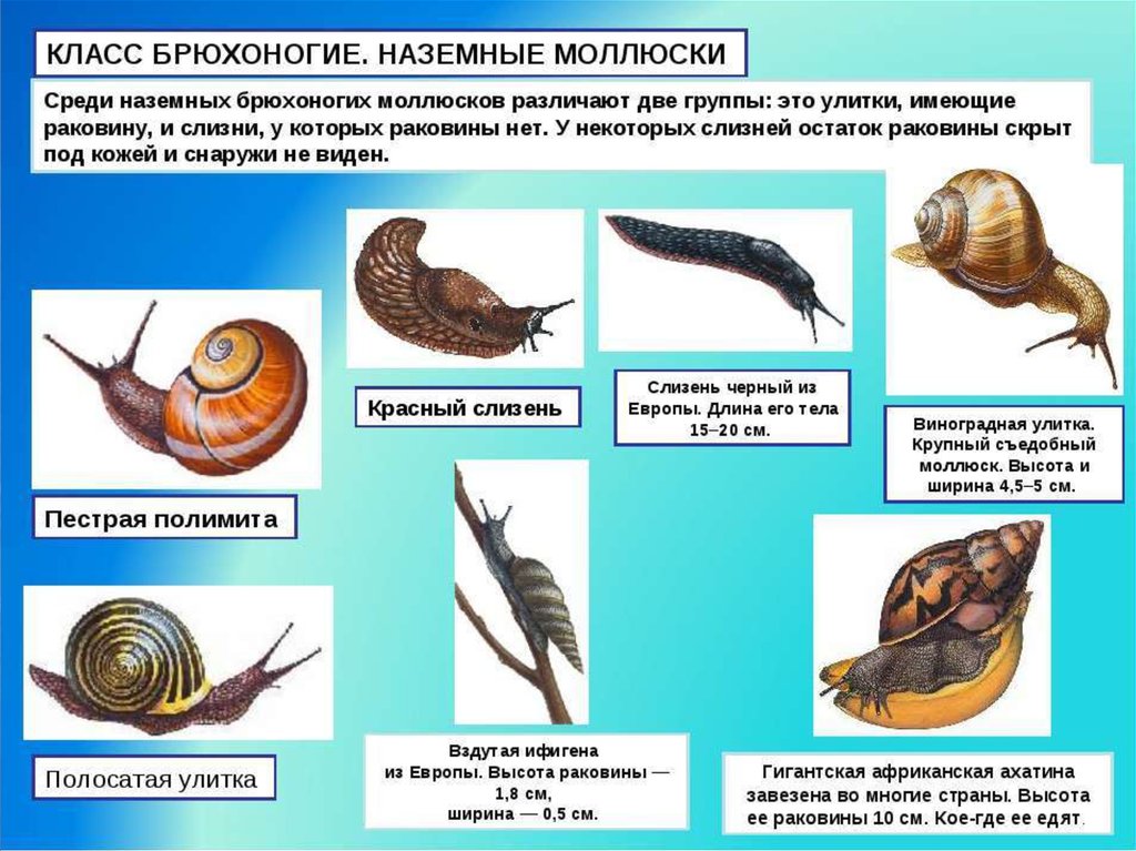 Животные относящиеся к типу моллюски примеры. Тип моллюски брюхоногие. Класс брюхоногие моллюски представители. Представители брюхоногих моллюсков биология 7. Типичные представители брюхоногих моллюсков.