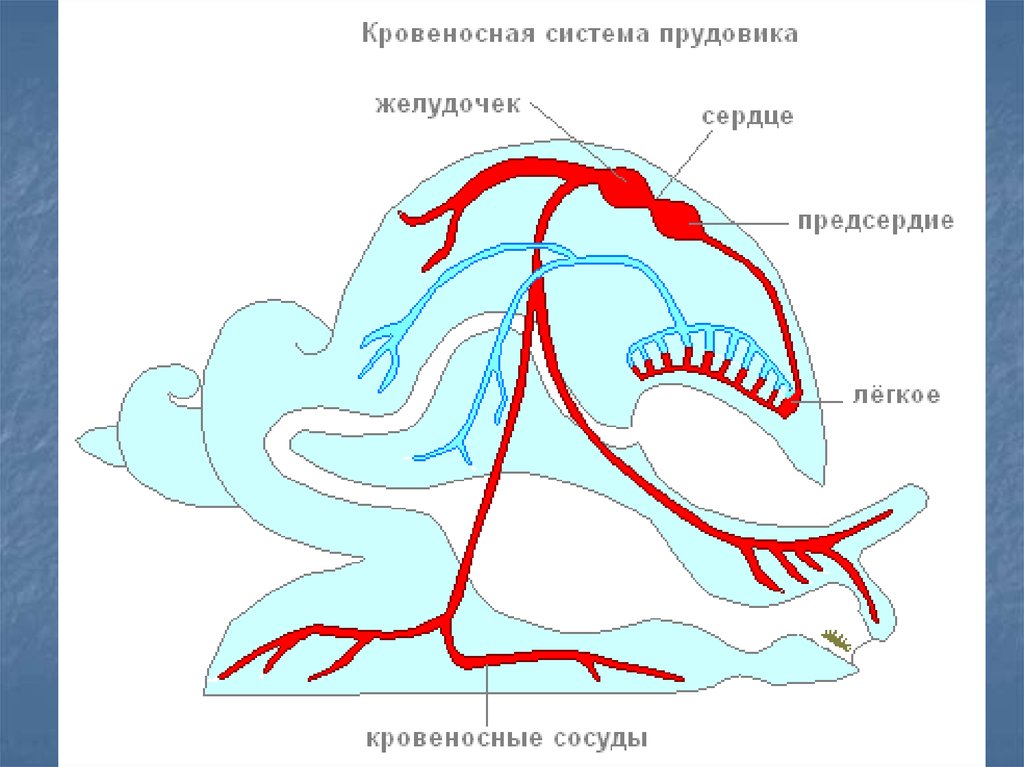 Моллюски имеют сердце. Кровеносная система малого прудовика. Схема кровеносной системы брюхоногих моллюсков. Дыхательная система брюхоногих моллюсков схема. Строение кровеносной системы прудовика.