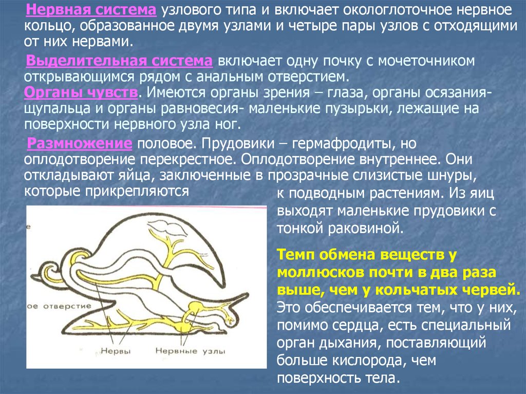 Нервная узлового типа. Система прудовика нервная система. Нервная система прудовика. Нервная система узлового типа. Виды нервной системы Узловая.