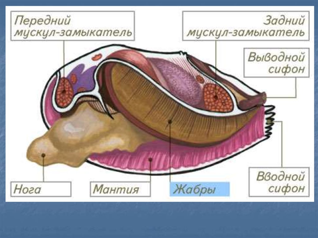 Двустворчатые моллюски строение. Двустворчатые моллюски строение Мидия. Жабры беззубки. Двух сьворчетые моллюскистроение.