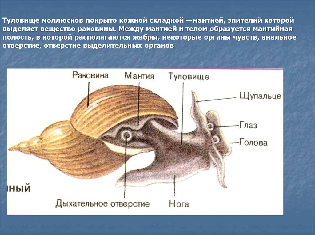 Тело моллюска заключено в. Брюхоногие моллюски мантийная полость. Мантийная полость у моллюсков. Опорнодвигательная система малюска брюхоногие. Строение моллюсков брюхоногих раковина мантия.