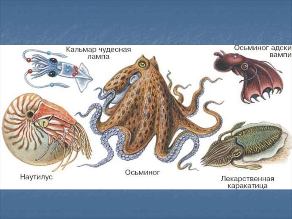 Приведите по три примера животных моллюски. Головоногие моллюски представители. Представитель класса моллюсков головоногих. Тип моллюски класс головоногие рисунок. Тип моллюски представители каракатица.