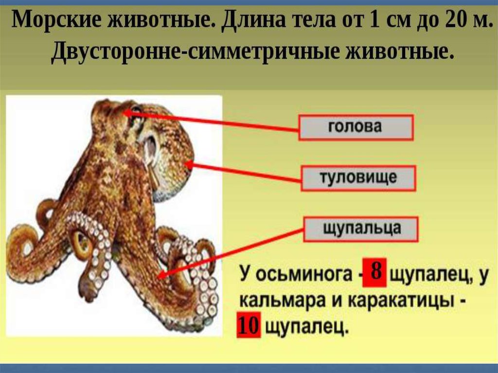 Тип симметрии осьминога. Вопросы по зоологии. Вопросы по зоологии с ответами.