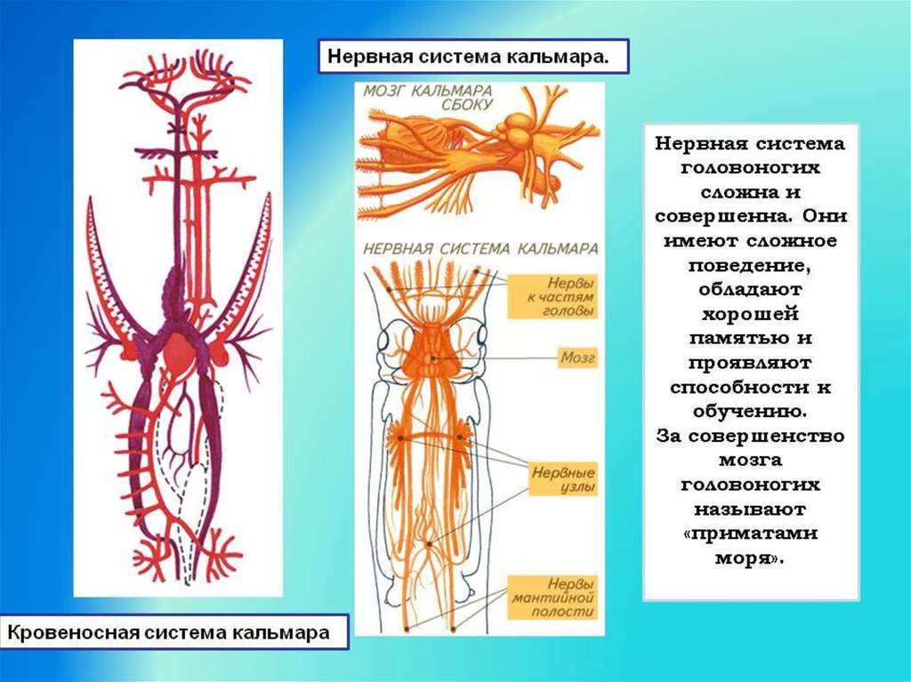 Нервная система головоногих. Нервная система головоногих моллюсков Тип. Нервная система головоногих Осьминогов. Головоногие строение нервной системы. Нервная система головоногих кальмаров.