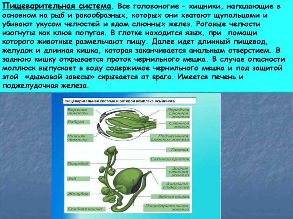 Пищеварительная система моллюсков. Пищеварительная система головоногих головоногие. Пищеварение головоногих моллюсков. Головоногие моллюски пищеварительная система кратко. Пищеварительная система головоногих моллюсков 8 класс.