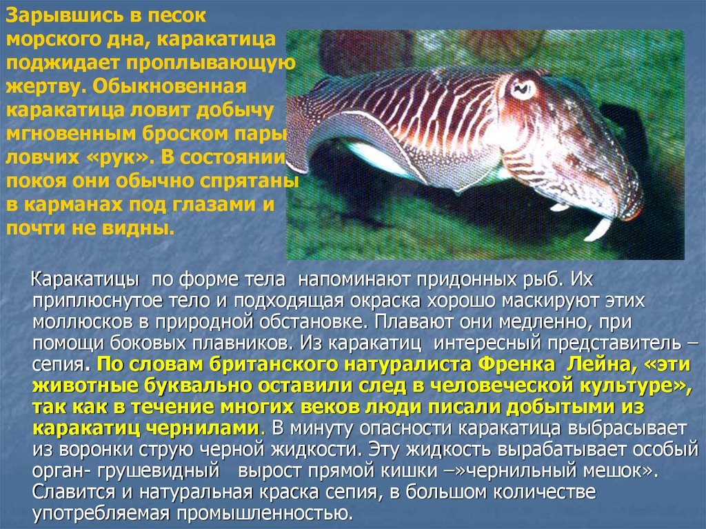 Почему каракатица. Описание сепии. Сепии краткое описание. Каракатица обыкновенная. Сепия каракатица описание.