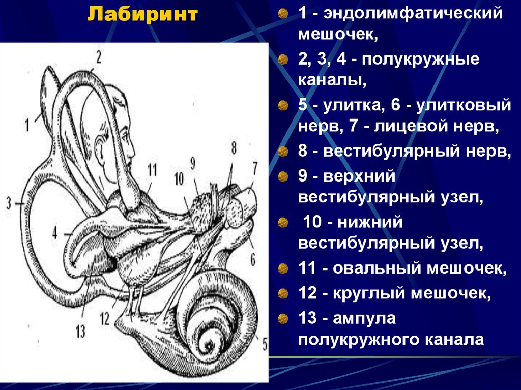 В состав вестибулярного аппарата входят полукружные. Круглый мешочек вестибулярного аппарата. Схема строения вестибулярного анализатора. Эндолимфатический мешочек.