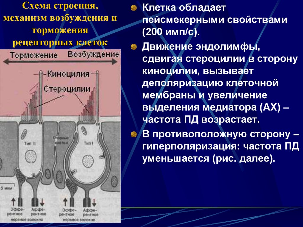 Механизм возбуждения. Пидсмекерный механизм. Механизм возникновения возбуждения. Механизм возбуждения клетки. Пейсмекерные механизмы.