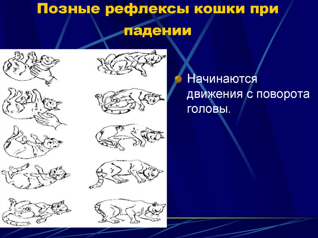 Позные рефлексы