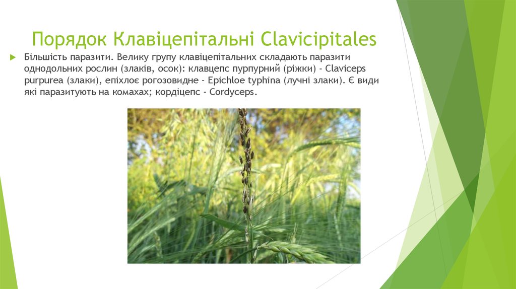 Порядок Клавіцепітальні Clavicipitales