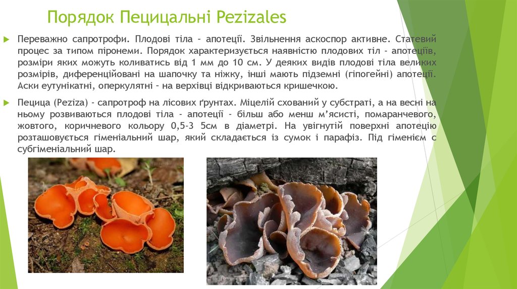 Порядок Пецицальні Pezizales