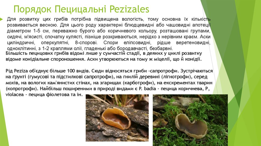 Порядок Пецицальні Pezizales