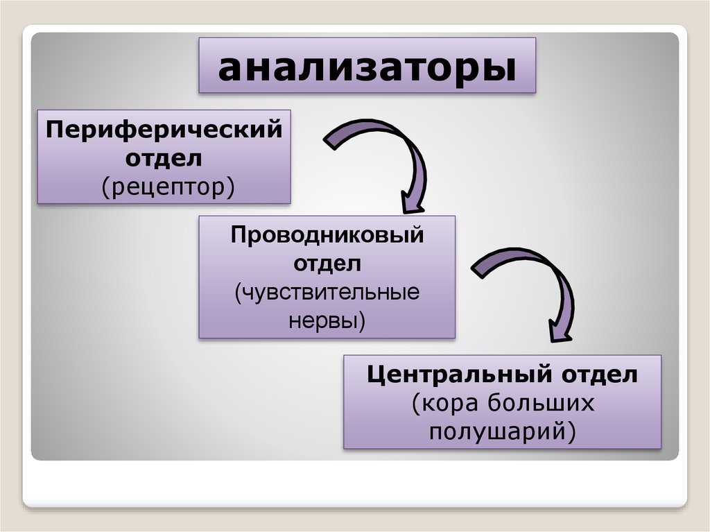 Периферический отдел анализатора