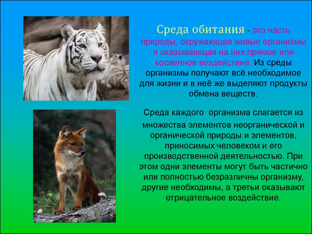 Многообразие россии доклад. Сообщение среды обитания животных. Что такое часть природы окружающая живые организмы. Животное в среде обитания. Сообщение о среде обитания.