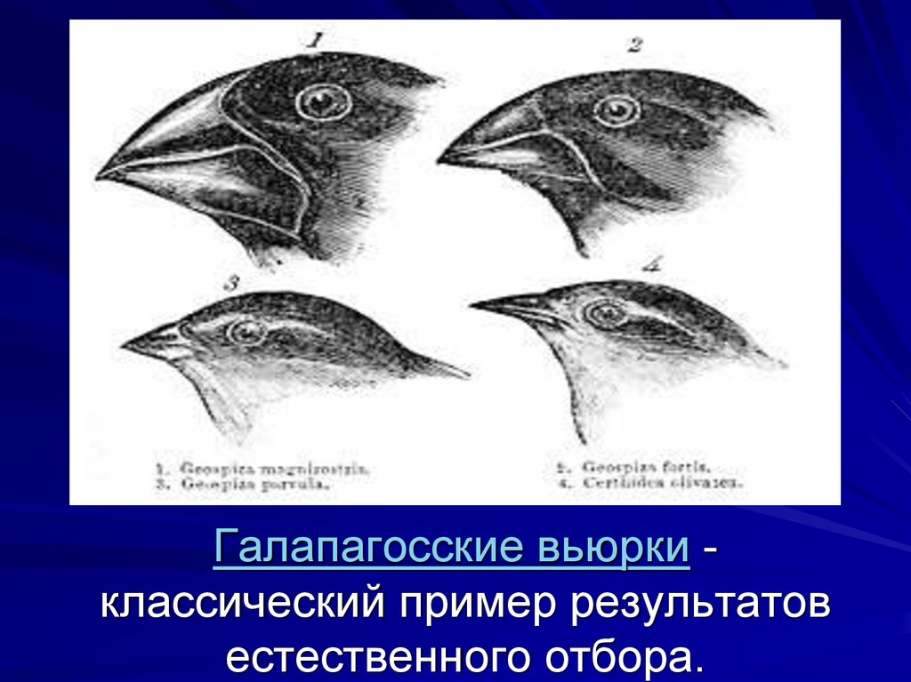 На рисунке изображены вьюрков обитающие на галапагосских островах и имеющие различную форму клювов