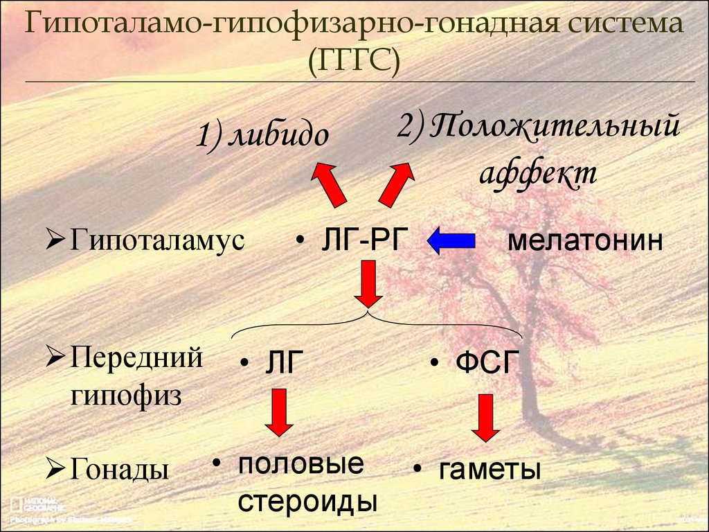 Стероиды либидо. Гипофизарно-гонадная система. Гипоталамо-гипофизарная гонадная. Гипоталамо-гипофизарно-гонадную ось. Гипофиза гипоталамо гонадная ось.