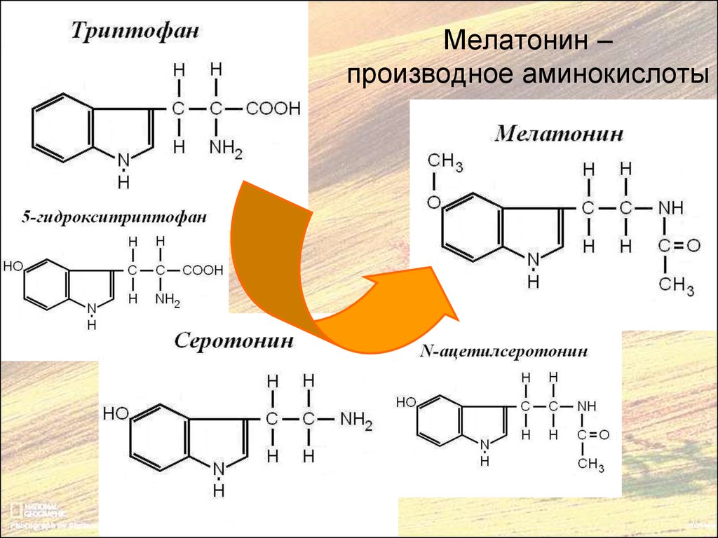 Производные аминокислот