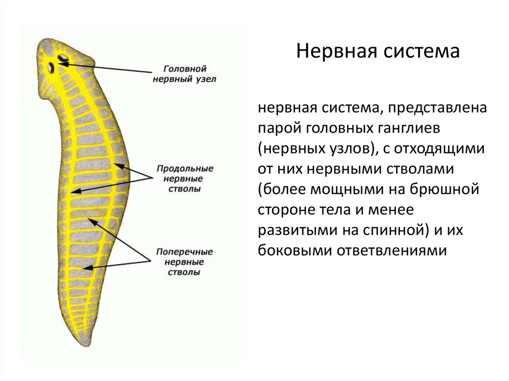 Тип системы плоских червей. Класс Ресничные черви нервная система. Нервная система плоских червей. Нервная система лестничного типа у плоских червей. Ресничный червь нервная система.