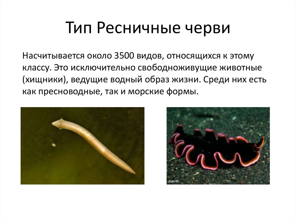 Чем представлены черви. Тип плоские черви турбеллярии. К классу Ресничные черви относятся. Свободноживущие Ресничные черви. Тип плоские черви класс Ресничные черви.