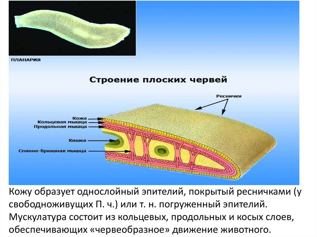 Внутреннее строение плоских. Кожно-мускульный мешок у плоских червей планарии. Эпителий плоские черви. Классификация внутреннего строения плоских червей. Строение плоских червей паренхима.
