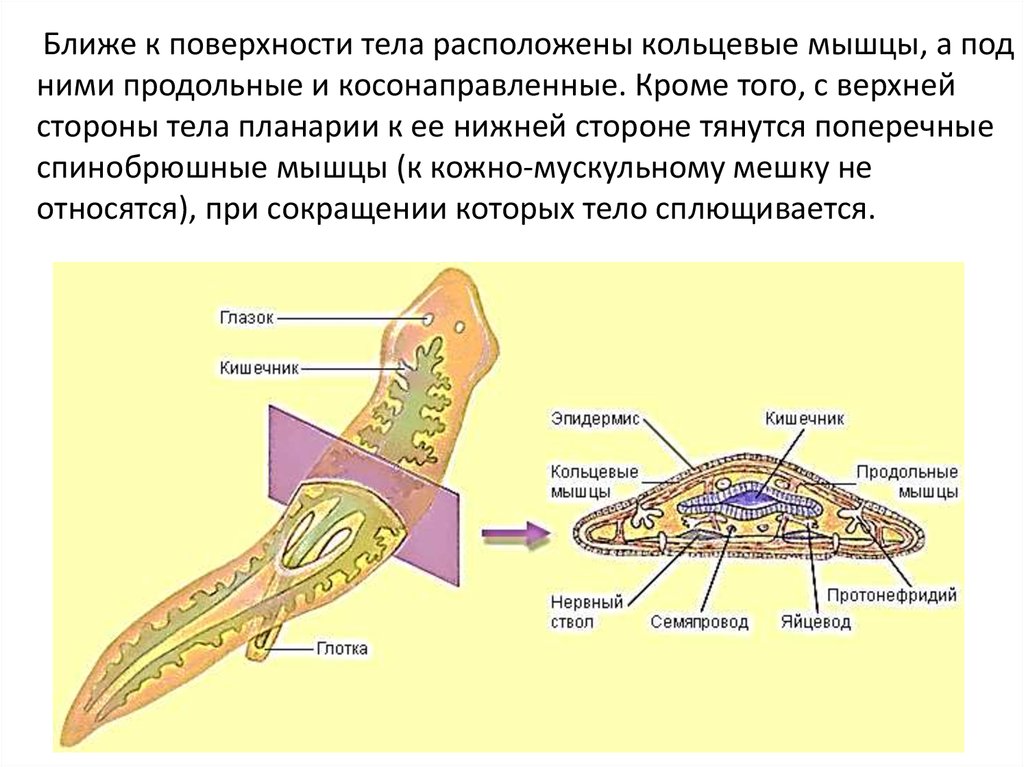 Мышцы червей. Кольцевые мышцы планарии. Кольцевые и продольные мышцы плоские черви. Яйцевод у плоских червей схема. Кровеносная система белой планарии.