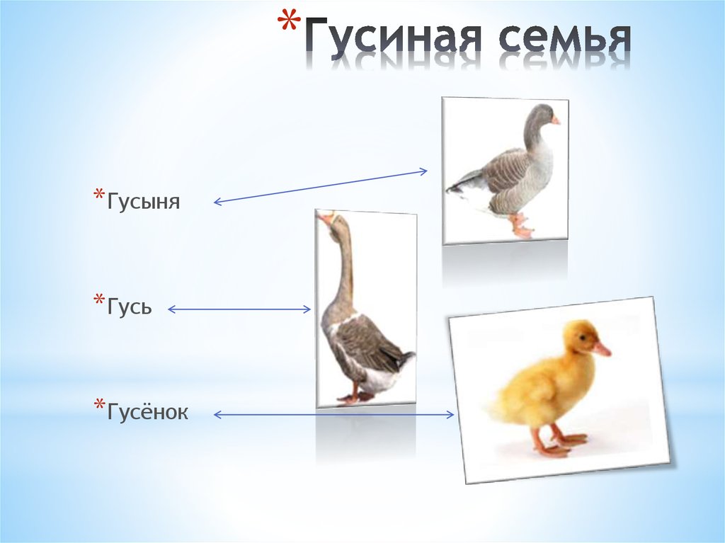 Домашние птицы презентация