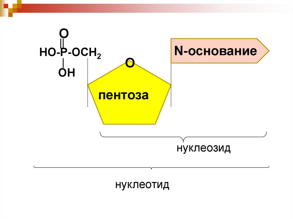 Нуклеотидов с гуанином соответствует нуклеотид с. Нуклеозид. Нуклеотид и нуклеозид. Пентоза. Нуклеозид и нуклеотид отличия.