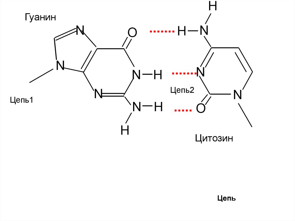 Гуанин соответствует. Соединение гуанина с цитозином. Соединение аденина и Тимина гуанина и цитозина. Цитозин+гуанин соединение. Гуанин цитозин Тимин формулы.