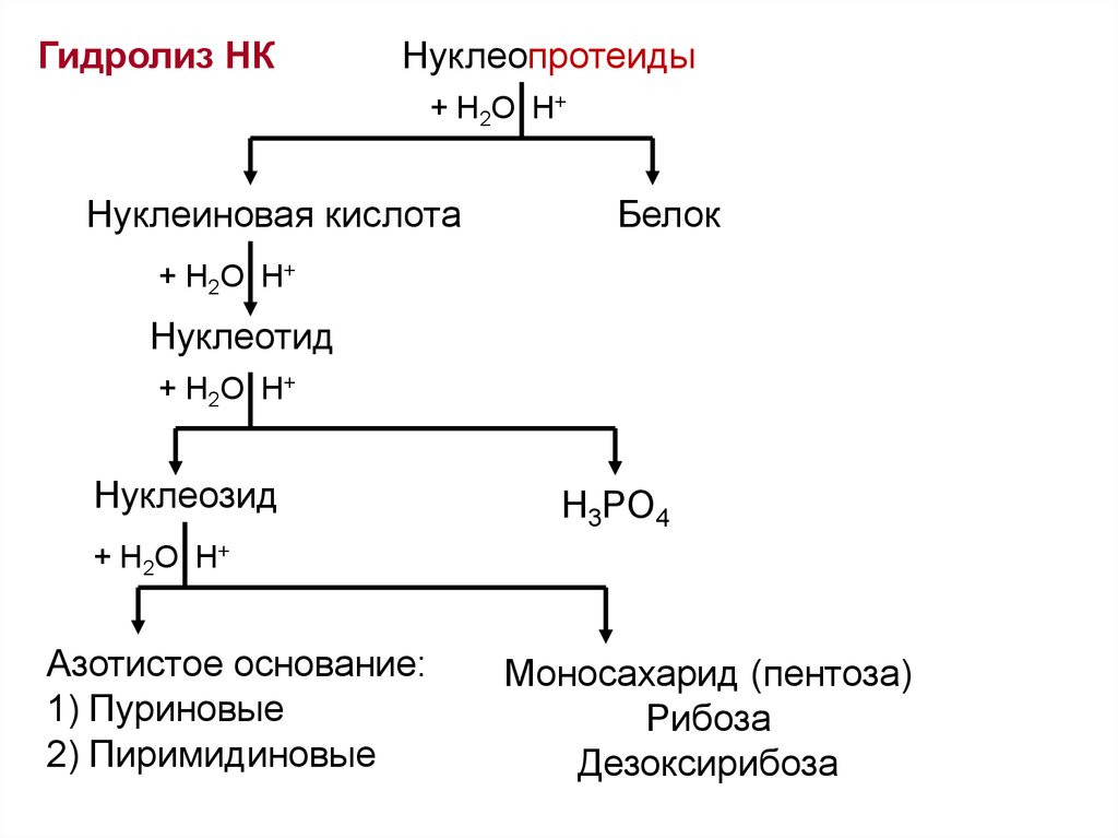 Схема переваривания нуклеопротеинов в желудочно кишечном тракте