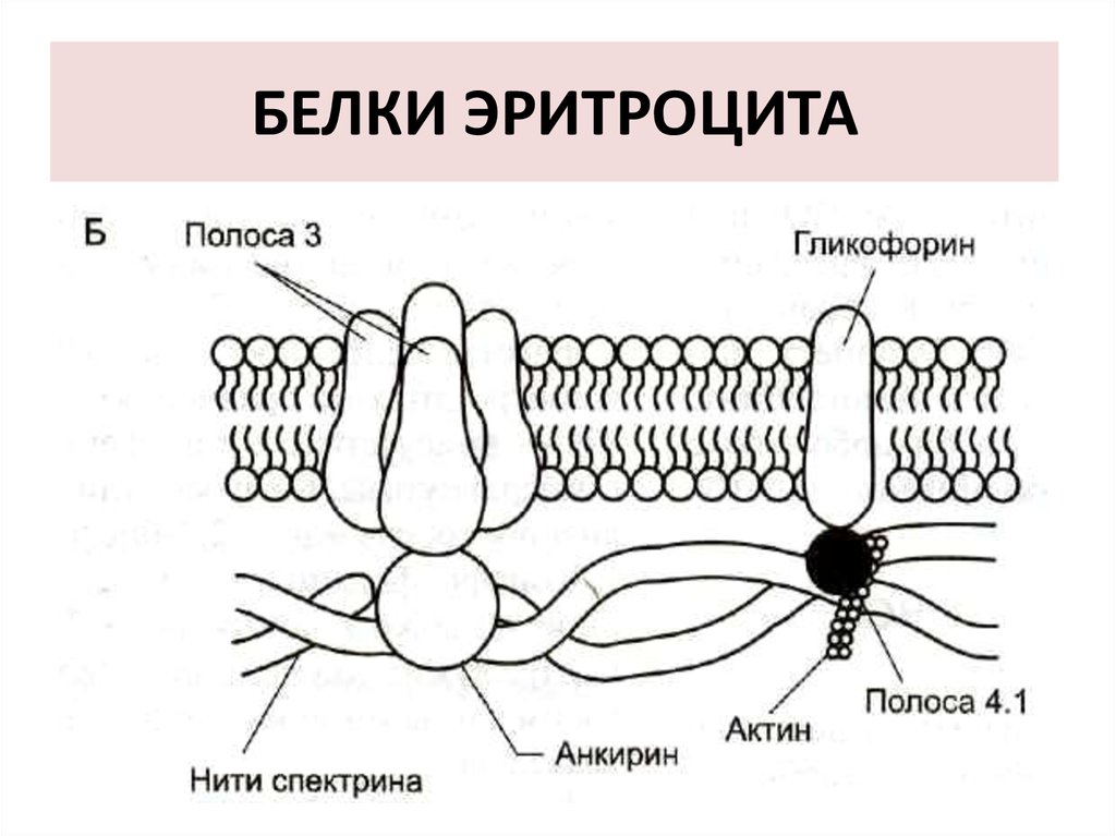 Белки эритроцитов. Схема расположения белков в мембране эритроцитов. Нарисовать схему расположения белков в мембране (эритроцитов).. Белки мембраны эритроцитов. Мембрана эритроцита биохимия.