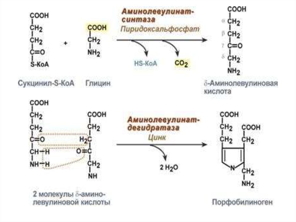 Синтез гему. Синтез гема биохимия реакции. Схема реакций синтеза гема. Синтез гема биохимия схема. Синтез гема и гемоглобина.